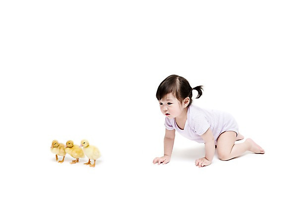 포토 JPG 스튜디오촬영 전신 동물 여자 어린이라이프 엎드리기 오리 실내 세마리 한명 누끼 사람 동양인 옆모습 한국인 아기 기어가기 소통 반려 여자만 여자한명만 아기만 여자아기만 여자아기한명만 국내포토 1 라이프스타일 어린이 뷰포인트 컨셉 모션 조류 3 인종 내부 파일형식