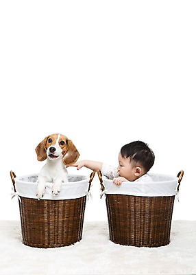 포토 JPG 스튜디오촬영 동물 한마리 남자 어린이라이프 반려견 놀이 실내 한명 누끼 사람 앉기 동양인 상반신 반려동물 바구니 카펫 만지기 한국인 매트 아기 개 강아지 비글 소통 반려 남자만 남자한명만 아기만 남자아기만 남자아기한명만 국내포토 1 라이프스타일 어린이 컨셉 포유류 모션 인종 내부 파일형식