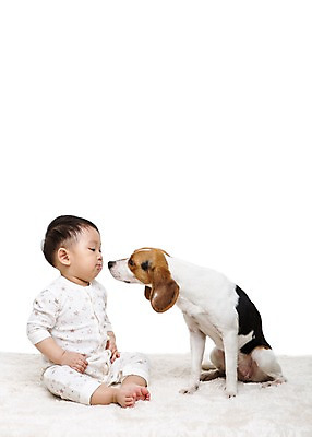 포토 JPG 스튜디오촬영 전신 동물 한마리 남자 어린이라이프 반려견 키스 실내 한명 누끼 사람 앉기 동양인 옆모습 반려동물 마주보기 카펫 한국인 매트 아기 개 강아지 비글 소통 반려 남자만 남자한명만 아기만 남자아기만 남자아기한명만 국내포토 1 라이프스타일 어린이 뷰포인트 컨셉 포유류 모션 인종 내부 애정표현 파일형식