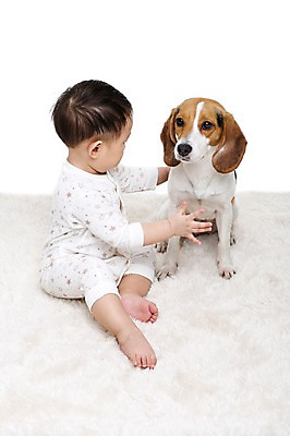 포토 JPG 스튜디오촬영 전신 동물 한마리 남자 어린이라이프 반려견 실내 한명 누끼 사람 앉기 동양인 옆모습 반려동물 마주보기 카펫 만지기 한국인 매트 아기 개 강아지 비글 소통 반려 남자만 남자한명만 아기만 남자아기만 남자아기한명만 쓰다듬기 국내포토 1 라이프스타일 어린이 뷰포인트 컨셉 포유류 모션 인종 내부 파일형식