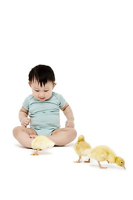 포토 JPG 스튜디오촬영 전신 동물 응시 남자 어린이라이프 오리 실내 세마리 한명 누끼 사람 앉기 동양인 앞모습 한국인 아기 호기심 소통 반려 남자만 남자한명만 아기만 남자아기만 남자아기한명만 국내포토 1 라이프스타일 시선 감정 어린이 뷰포인트 컨셉 모션 조류 3 인종 내부 파일형식