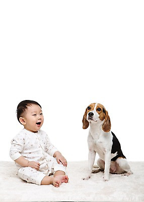 포토 JPG 스튜디오촬영 전신 동물 한마리 남자 어린이라이프 반려견 실내 한명 미소 웃음 누끼 사람 앉기 동양인 앞모습 반려동물 카펫 한국인 매트 아기 개 강아지 비글 소통 반려 남자만 남자한명만 아기만 남자아기만 남자아기한명만 국내포토 1 라이프스타일 어린이 뷰포인트 컨셉 포유류 모션 표정 인종 내부 파일형식