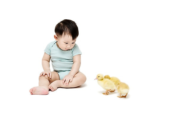 포토 JPG 스튜디오촬영 전신 동물 응시 남자 어린이라이프 오리 실내 세마리 한명 누끼 사람 앉기 동양인 앞모습 한국인 아기 호기심 소통 반려 남자만 남자한명만 아기만 남자아기만 남자아기한명만 국내포토 1 라이프스타일 시선 감정 어린이 뷰포인트 컨셉 모션 조류 3 인종 내부 파일형식