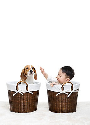 포토 JPG 스튜디오촬영 동물 한마리 남자 어린이라이프 반려견 놀이 실내 한명 누끼 사람 앉기 동양인 상반신 반려동물 바구니 카펫 만지기 한국인 매트 아기 개 강아지 비글 소통 반려 남자만 남자한명만 아기만 남자아기만 남자아기한명만 쓰다듬기 국내포토 1 라이프스타일 어린이 컨셉 포유류 모션 인종 내부 파일형식