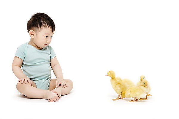 포토 JPG 스튜디오촬영 전신 동물 응시 남자 어린이라이프 여러마리 오리 실내 한명 누끼 사람 앉기 동양인 앞모습 한국인 아기 호기심 소통 반려 남자만 남자한명만 아기만 남자아기만 남자아기한명만 국내포토 1 라이프스타일 시선 감정 어린이 뷰포인트 다수 컨셉 모션 조류 인종 내부 파일형식