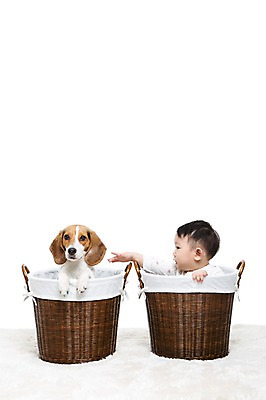 포토 JPG 스튜디오촬영 동물 한마리 남자 어린이라이프 반려견 놀이 실내 한명 누끼 사람 앉기 동양인 상반신 반려동물 바구니 카펫 만지기 한국인 매트 아기 개 강아지 비글 소통 반려 남자만 남자한명만 아기만 남자아기만 남자아기한명만 국내포토 1 라이프스타일 어린이 컨셉 포유류 모션 인종 내부 파일형식