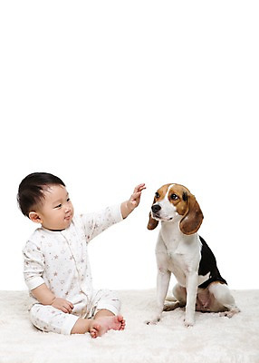 포토 JPG 스튜디오촬영 전신 동물 한마리 남자 어린이라이프 반려견 실내 한명 누끼 사람 앉기 동양인 앞모습 반려동물 카펫 한국인 매트 아기 개 강아지 비글 소통 반려 남자만 남자한명만 아기만 남자아기만 남자아기한명만 국내포토 1 라이프스타일 어린이 뷰포인트 컨셉 포유류 모션 인종 내부 파일형식