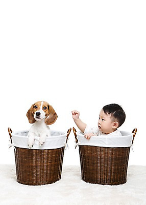 포토 JPG 스튜디오촬영 동물 한마리 남자 어린이라이프 반려견 놀이 실내 한명 누끼 사람 앉기 동양인 상반신 반려동물 바구니 카펫 한국인 매트 아기 개 강아지 비글 소통 반려 남자만 남자한명만 아기만 남자아기만 남자아기한명만 국내포토 1 라이프스타일 어린이 컨셉 포유류 모션 인종 내부 파일형식