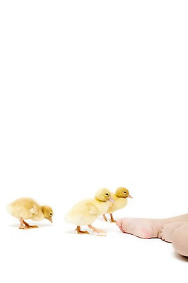 포토 JPG 스튜디오촬영 동물 어린이라이프 신체 발 오리 실내 세마리 한명 누끼 사람 신체부위 아기 소통 반려 아기만 국내포토 1 라이프스타일 어린이 컨셉 조류 3 내부 파일형식