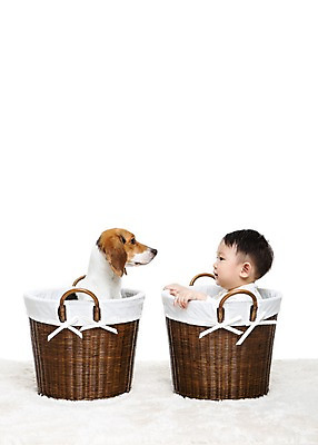 포토 JPG 스튜디오촬영 동물 한마리 남자 어린이라이프 반려견 놀이 실내 한명 누끼 사람 앉기 동양인 상반신 옆모습 반려동물 바구니 마주보기 카펫 한국인 매트 아기 개 강아지 비글 소통 반려 남자만 남자한명만 아기만 남자아기만 남자아기한명만 국내포토 1 라이프스타일 어린이 뷰포인트 컨셉 포유류 모션 인종 내부 파일형식