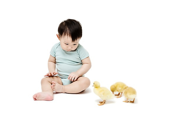 포토 JPG 스튜디오촬영 전신 동물 응시 남자 어린이라이프 오리 실내 세마리 한명 누끼 사람 앉기 동양인 앞모습 한국인 아기 호기심 소통 반려 남자만 남자한명만 아기만 남자아기만 남자아기한명만 국내포토 1 라이프스타일 시선 감정 어린이 뷰포인트 컨셉 모션 조류 3 인종 내부 파일형식