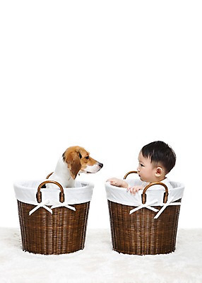 포토 JPG 스튜디오촬영 동물 한마리 남자 어린이라이프 반려견 놀이 실내 한명 누끼 사람 앉기 동양인 상반신 옆모습 반려동물 바구니 마주보기 카펫 한국인 매트 아기 개 강아지 비글 소통 반려 남자만 남자한명만 아기만 남자아기만 남자아기한명만 국내포토 1 라이프스타일 어린이 뷰포인트 컨셉 포유류 모션 인종 내부 파일형식