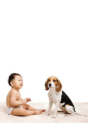 포토 JPG 스튜디오촬영 전신 동물 한마리 남자 어린이라이프 반려견 실내 한명 미소 웃음 누끼 사람 앉기 동양인 옆모습 반려동물 카펫 한국인 매트 아기 개 강아지 기저귀 비글 소통 반려 남자만 남자한명만 아기만 남자아기만 남자아기한명만 국내포토 1 라이프스타일 어린이 뷰포인트 컨셉 포유류 모션 표정 인종 내부 아기용품 파일형식