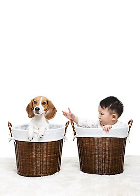 포토 JPG 스튜디오촬영 동물 한마리 남자 어린이라이프 반려견 놀이 실내 한명 누끼 사람 앉기 동양인 상반신 반려동물 바구니 카펫 한국인 매트 아기 개 강아지 비글 소통 반려 남자만 남자한명만 아기만 남자아기만 남자아기한명만 국내포토 1 라이프스타일 어린이 컨셉 포유류 모션 인종 내부 파일형식