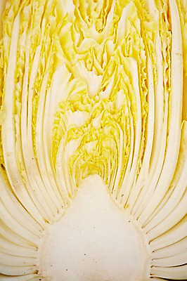 포토 JPG 웰빙 음식 백그라운드 채소 식재료 단면 근접촬영 사람없음 농작물 배추 친환경 유기농 슬라이스 국내포토 뷰포인트 농업 환경 파일형식