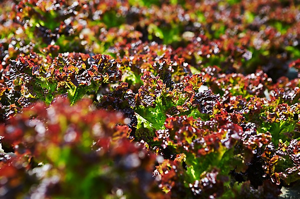 포토 JPG 웰빙 음식 백그라운드 밭 채소 식재료 근접촬영 사람없음 아웃포커스 농작물 농장 상추 친환경 유기농 상추밭 국내포토 뷰포인트 농업 촬영기법 환경 파일형식