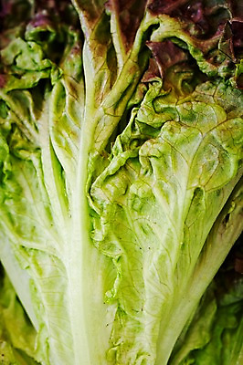 포토 JPG 웰빙 음식 백그라운드 채소 식재료 단면 근접촬영 사람없음 아웃포커스 농작물 상추 친환경 유기농 국내포토 뷰포인트 농업 촬영기법 환경 파일형식