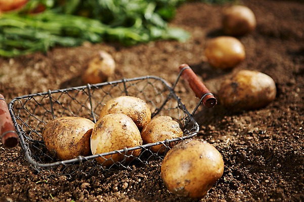 포토 JPG 주간 웰빙 음식 백그라운드 밭 채소 식재료 감자 근접촬영 사람없음 야외 아웃포커스 농작물 농장 바구니 흙 친환경 유기농 국내포토 자연요소 뷰포인트 농업 촬영기법 환경 파일형식