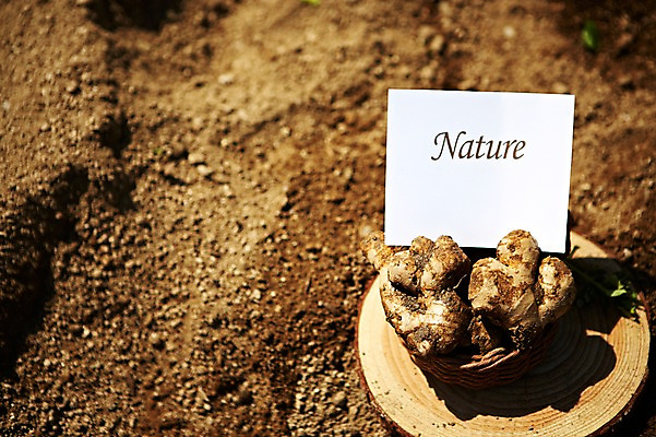 포토 JPG 주간 웰빙 영어 종이 음식 백그라운드 채소 식재료 근접촬영 사람없음 야외 목재 아웃포커스 단어 농작물 농장 바구니 흙 친환경 유기농 생강 국내포토 카드프레임 자연요소 나무 문자 뷰포인트 농업 재료 프레임 촬영기법 환경 파일형식