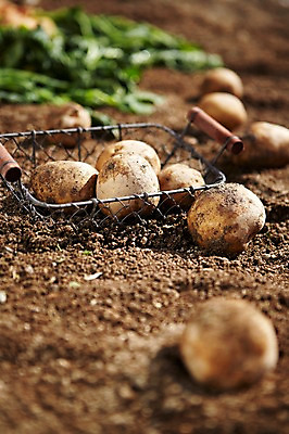 포토 JPG 주간 웰빙 음식 백그라운드 채소 식재료 감자 근접촬영 사람없음 야외 아웃포커스 농작물 농장 바구니 흙 친환경 유기농 국내포토 자연요소 뷰포인트 농업 촬영기법 환경 파일형식