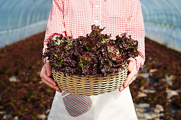 포토 JPG 주간 웰빙 여자 음식 백그라운드 밭 채소 식재료 주택 한명 들기 근접촬영 상반신 야외 아웃포커스 신체부위 농작물 농장 바구니 흙 양손 수확 상추 친환경 유기농 비닐하우스 국내포토 자연요소 1 손 뷰포인트 농업 모션 촬영기법 사람 건물 환경 파일형식