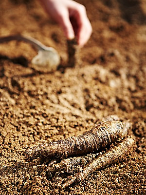 포토 JPG 주간 손 웰빙 음식 백그라운드 밭 채소 식재료 한손 한명 들기 근접촬영 야외 아웃포커스 신체부위 농작물 농장 흙 수확 친환경 유기농 더덕 호미 국내포토 자연요소 1 뷰포인트 농업 모션 촬영기법 사람 환경 농기구 파일형식