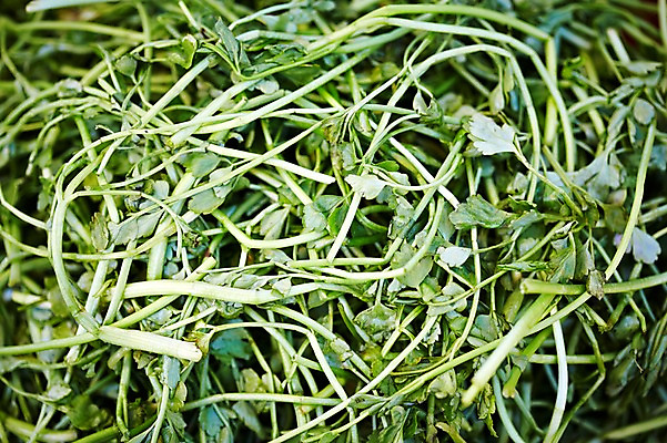 포토 JPG 웰빙 음식 백그라운드 채소 식재료 근접촬영 사람없음 아웃포커스 농작물 친환경 유기농 나물 미나리 국내포토 뷰포인트 농업 촬영기법 환경 파일형식