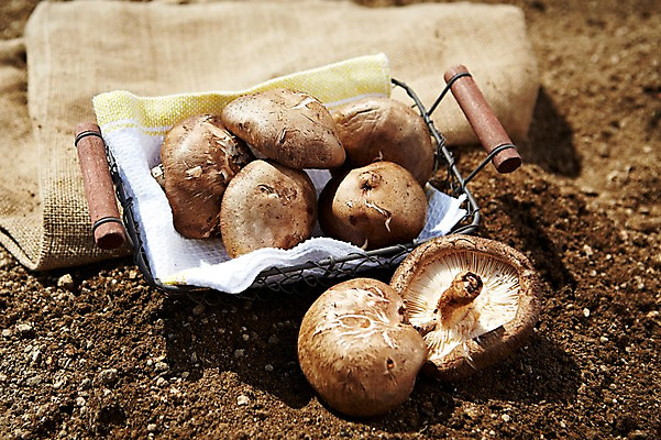 포토 JPG 주간 웰빙 음식 백그라운드 밭 채소 식재료 근접촬영 사람없음 야외 아웃포커스 농작물 농장 바구니 버섯 흙 친환경 유기농 표고버섯 국내포토 자연요소 뷰포인트 농업 촬영기법 환경 파일형식