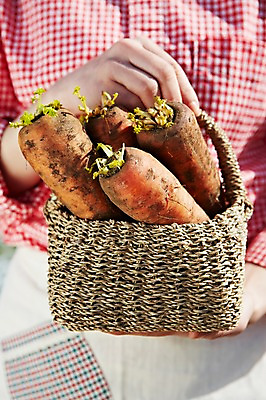 포토 JPG 주간 손 웰빙 여자 음식 백그라운드 채소 식재료 한명 들기 근접촬영 상반신 야외 아웃포커스 신체부위 농작물 바구니 당근 양손 수확 친환경 유기농 국내포토 자연요소 1 뷰포인트 농업 모션 뿌리채소 촬영기법 사람 환경 파일형식