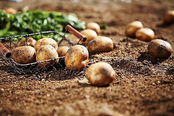 포토 JPG 주간 웰빙 음식 백그라운드 밭 채소 식재료 감자 근접촬영 사람없음 야외 아웃포커스 농작물 농장 바구니 흙 친환경 유기농 국내포토 자연요소 뷰포인트 농업 촬영기법 환경 파일형식