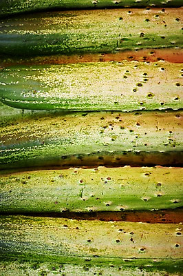 포토 JPG 웰빙 음식 백그라운드 채소 식재료 오이 근접촬영 사람없음 농작물 쌓기 친환경 유기농 국내포토 뷰포인트 농업 모션 환경 파일형식