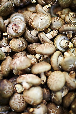 포토 JPG 스튜디오촬영 웰빙 음식 백그라운드 채소 식재료 탁자 실내 근접촬영 사람없음 아웃포커스 농작물 버섯 친환경 유기농 표고버섯 국내포토 뷰포인트 가구 농업 촬영기법 내부 환경 파일형식