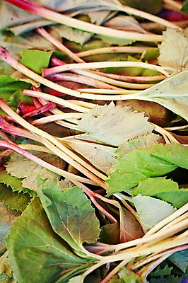 포토 JPG 웰빙 음식 백그라운드 채소 식재료 근접촬영 사람없음 아웃포커스 농작물 친환경 유기농 나물 머위나물 국내포토 뷰포인트 농업 촬영기법 환경 파일형식