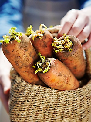 포토 JPG 주간 손 웰빙 음식 백그라운드 채소 식재료 한명 들기 근접촬영 야외 아웃포커스 신체부위 농작물 바구니 당근 양손 수확 친환경 유기농 국내포토 자연요소 1 뷰포인트 농업 모션 뿌리채소 촬영기법 사람 환경 파일형식