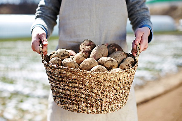 포토 JPG 주간 웰빙 음식 백그라운드 채소 식재료 감자 한명 들기 근접촬영 상반신 야외 아웃포커스 신체부위 농작물 바구니 양손 수확 친환경 유기농 고구마 국내포토 자연요소 1 손 뷰포인트 농업 모션 뿌리채소 촬영기법 사람 환경 파일형식