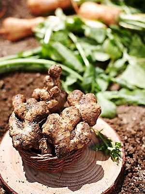 포토 JPG 주간 웰빙 음식 백그라운드 밭 채소 식재료 근접촬영 사람없음 야외 목재 아웃포커스 농작물 농장 바구니 흙 무 친환경 유기농 생강 총각무 국내포토 자연요소 나무 뷰포인트 농업 재료 뿌리채소 촬영기법 환경 파일형식