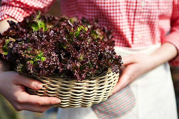 포토 JPG 주간 손 웰빙 여자 음식 배경화면 백그라운드 채소 식재료 한명 들기 근접촬영 야외 아웃포커스 신체부위 농작물 바구니 양손 수확 상추 친환경 유기농 국내포토 자연요소 1 뷰포인트 농업 모션 촬영기법 사람 환경 파일형식