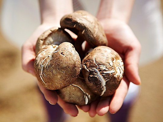 포토 JPG 주간 손 웰빙 음식 배경화면 백그라운드 채소 식재료 한명 들기 근접촬영 야외 아웃포커스 신체부위 농작물 버섯 양손 친환경 유기농 표고버섯 국내포토 자연요소 1 뷰포인트 농업 모션 촬영기법 사람 환경 파일형식