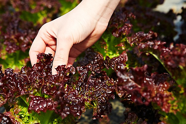 포토 JPG 손 웰빙 음식 백그라운드 밭 채소 식재료 한손 한명 근접촬영 아웃포커스 신체부위 농작물 농장 흙 잡기 상추 친환경 유기농 국내포토 1 뷰포인트 농업 모션 촬영기법 사람 환경 파일형식