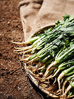 포토 JPG 주간 웰빙 음식 백그라운드 밭 채소 식재료 근접촬영 사람없음 야외 아웃포커스 농작물 농장 바구니 흙 친환경 유기농 담기 포대 열무 국내포토 자연요소 뷰포인트 농업 모션 촬영기법 환경 무 파일형식