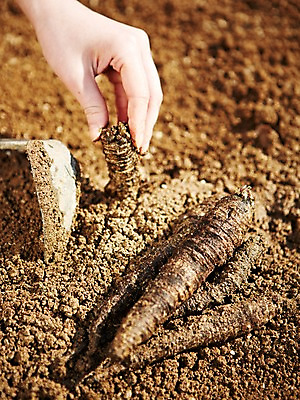 포토 JPG 주간 손 웰빙 음식 백그라운드 밭 채소 식재료 한손 한명 들기 근접촬영 야외 아웃포커스 신체부위 농작물 농장 흙 수확 친환경 유기농 더덕 호미 국내포토 자연요소 1 뷰포인트 농업 모션 촬영기법 사람 환경 농기구 파일형식