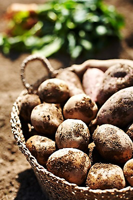 포토 JPG 주간 웰빙 음식 백그라운드 밭 채소 식재료 감자 근접촬영 사람없음 야외 아웃포커스 농작물 농장 바구니 흙 친환경 유기농 담기 고구마 국내포토 자연요소 뷰포인트 농업 모션 뿌리채소 촬영기법 환경 파일형식