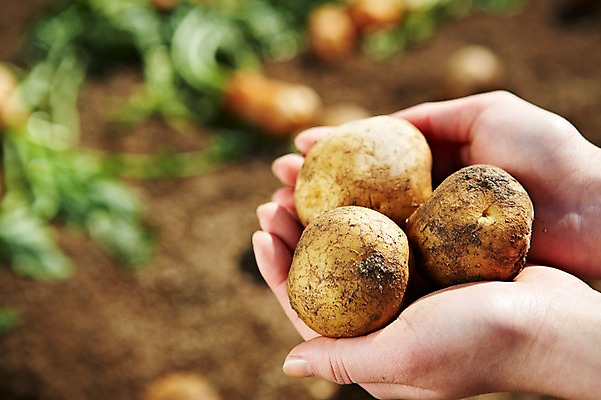 포토 JPG 주간 손 웰빙 음식 백그라운드 밭 채소 식재료 감자 한명 들기 근접촬영 야외 아웃포커스 신체부위 농작물 농장 흙 양손 친환경 유기농 국내포토 자연요소 1 뷰포인트 농업 모션 촬영기법 사람 환경 파일형식
