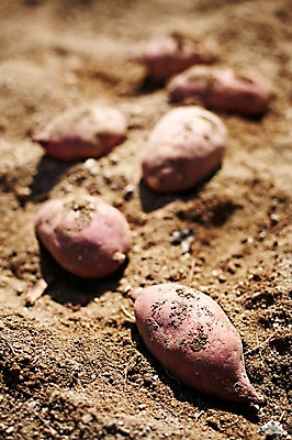 포토 JPG 주간 웰빙 음식 백그라운드 밭 채소 식재료 근접촬영 사람없음 야외 아웃포커스 농작물 농장 흙 친환경 유기농 고구마 국내포토 자연요소 뷰포인트 농업 뿌리채소 촬영기법 환경 파일형식