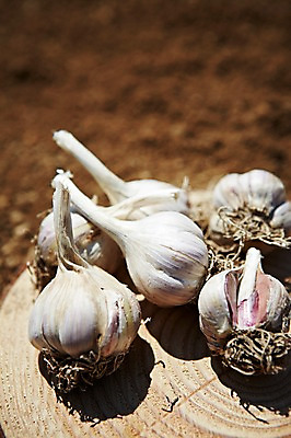 포토 JPG 주간 웰빙 음식 백그라운드 밭 채소 식재료 마늘 근접촬영 사람없음 야외 목재 아웃포커스 농작물 농장 흙 친환경 유기농 국내포토 자연요소 나무 뷰포인트 농업 재료 촬영기법 환경 파일형식