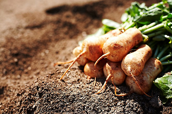 포토 JPG 주간 웰빙 음식 백그라운드 밭 채소 식재료 근접촬영 사람없음 야외 아웃포커스 농작물 농장 흙 무 친환경 유기농 총각무 국내포토 자연요소 뷰포인트 농업 뿌리채소 촬영기법 환경 파일형식