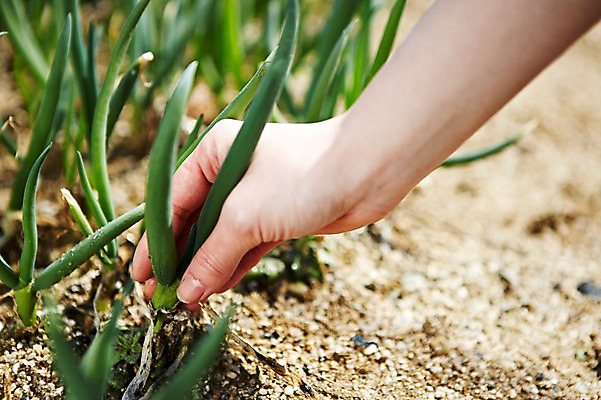 포토 JPG 주간 손 웰빙 음식 배경화면 백그라운드 밭 채소 식재료 한손 한명 근접촬영 야외 아웃포커스 신체부위 농작물 농장 흙 수확 잡기 친환경 유기농 파 국내포토 자연요소 1 뷰포인트 농업 모션 촬영기법 사람 환경 파일형식