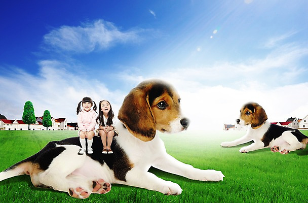 PSD 나무 식물 동물 구름 편집 편집이미지 여자 반려견 어린이 두마리 포유류 하늘 휴식 주택 사랑 미소 웃음 사람 앉기 동양인 소녀 잔디 두명 건물 앞모습 친구 반려동물 한국인 개 강아지 보호 비글 동물보호 반려 여자만 어린이만 소녀만 이미지편집 자연요소 건축물 감정 뷰포인트 컨셉 2 관계 모션 표정 인종 사회이슈 파일형식