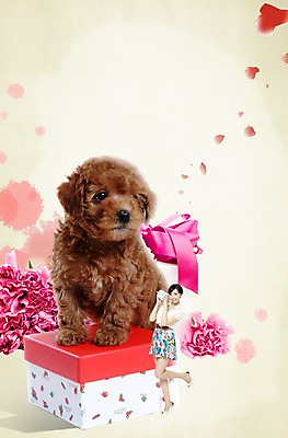 전신 PSD 외국인 식물 동물 편집 편집이미지 한마리 여자 꽃잎 꽃 리본 반려견 포유류 선물 사랑 한명 서기 미소 웃음 들기 사람 동양인 이벤트 20대 성인 선물상자 반려동물 상자 중국인 개 강아지 보호 푸들 동물보호 반려 여자만 여자한명만 성인여자만 청년만 청년여자만 성인한명만 청년여자한명만 성인여자한명만 성인만 이미지편집 1 감정 컨셉 모션 표정 인종 청년 사회이슈 파일형식