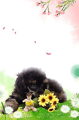 PSD 서양인 외국인 식물 동물 백인 편집 편집이미지 한마리 여자 꽃잎 꽃 반려견 포유류 해바라기 사랑 한명 사람 앉기 초원 반려동물 아기 머리띠 개 강아지 보호 푸들 동물보호 반려 여자만 여자한명만 아기만 여자아기만 여자아기한명만 이미지편집 1 감정 컨셉 장신구 모션 인종 사회이슈 파일형식